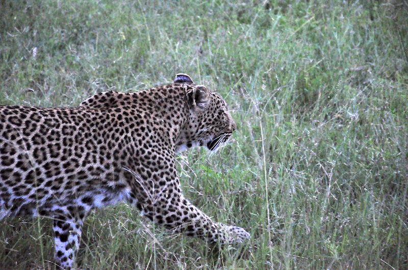 Melanie Heinrich - travel images - Lion Sands Private game reserver Hazyview